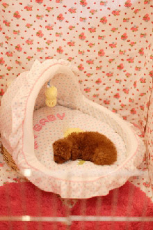 子犬ベッド